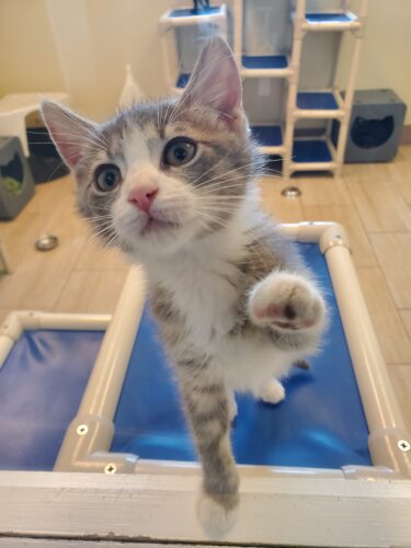 ‘Kittens on the Catwalk’ to feature GCHS adoptable kittens at Bell Tower July 22